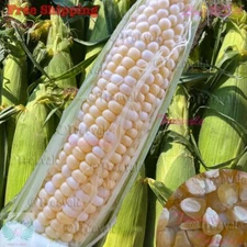 Peaches and Cream Corn Seeds - Hybrid | Bicolor Corn | NON-GMO