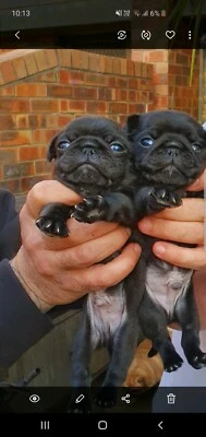 pugalier for sale gumtree