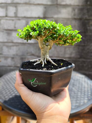 Planta real Bonsai Premna Microphylla 2 plantas mame bonsai árbol - Imagen 3 de 3