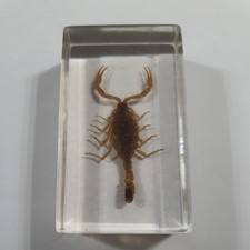 Unique Real Scorpion  in Clear Acrylic Resin 