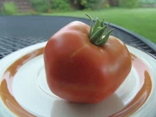 Rostova - a fine tomato from Central Asia