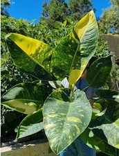Philodendron Green Congo Hybrid Variegata House Plant 6 cm Pot