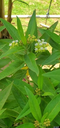 Asclepias Nivea Seeds Monarch Butterfly Host Plant Tropical Caribbean Milkweed - Picture 5 of 6
