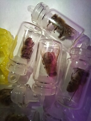 1 single Italian Honey Bee Specimen Jar 1 Cute Fuzzy HoneyBee Jar USA Honey  