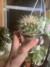 Echinocactus Grusonii Mini In Pot 10cm Pot