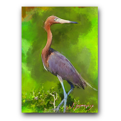 Reddish Egret Art Card Limited 21/50 Edward Vela Signed (Animals Birds)