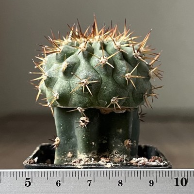 A21-4291 Copiapoa columna-alba JN1681, Esmeralda NP Pan de Azucar, Aot (Grafted)