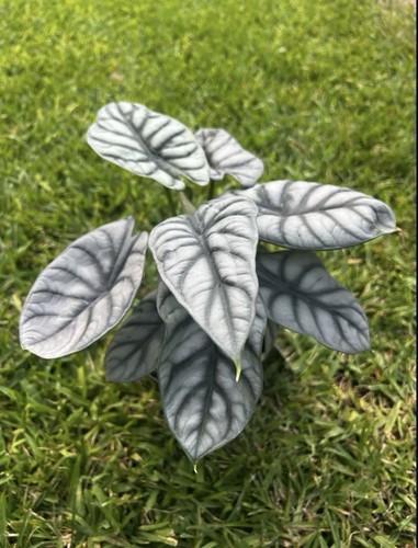 ALOCASIA SILVER DRAGON (“6 Pot)