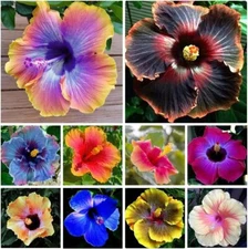 Mixed Hibiscus Flower Seeds for Planting - Perennial Non-GMO Heirloom