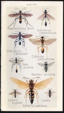 1918 Tiny Insect Chromolithographic Print - American Wasp etc