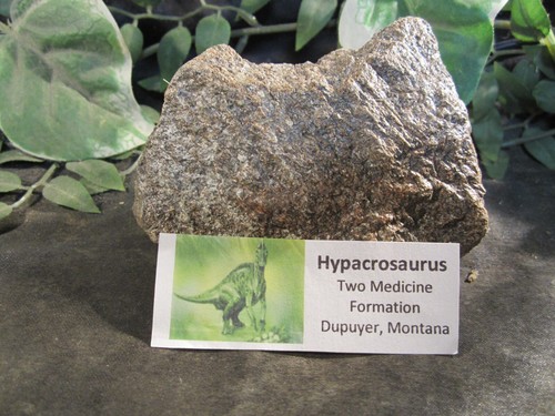 Dinosaur Bone Hypacrosaurus Bone Two Medicine Formation - Picture 6 of 7
