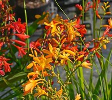 100 Crocosmia  Orange  Flowering Summer Bulbs Garden Perennial UK seller 