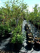 Calloway Fruiting Crabapple Fruit Tree 4'-6' Live Trees Plants Plant Crabapples