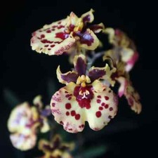 Rare Tolumnia Jairak Flyer `Ladybug` orchid plant FS, not in bloom,  (O)