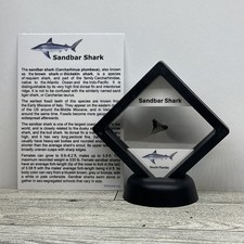 Sandbar Shark Tooth Fossil in a Great Display Case