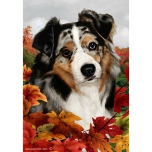 blue merle pastor australiano