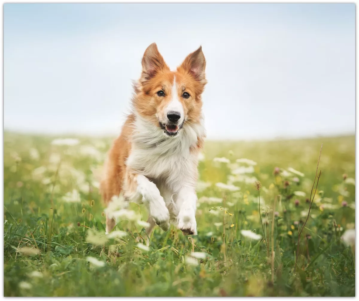 Border collie top throw blanket