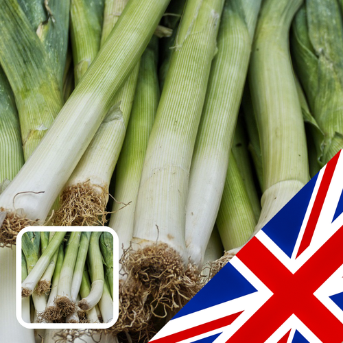 10 Pack Organic Leek 'Belton' Plug Plants Garden Ready Vegetable Plants