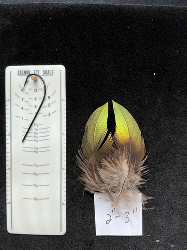 Monal Impeyan Pheasant feathers - Picture 2 of 7