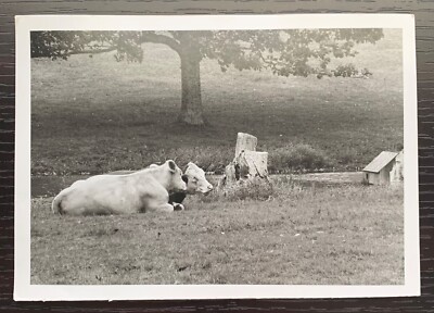 GLOSSY REAL BLACK AND WHITE PHOTO 5X7 COWS GRAZING IN A GRASS MEADOW EX #2