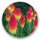 2 x Vinyl Aufkleber 20cm - Red Hot Pokers Lilie Blume Pflanze Garten Cool Geschenk #240