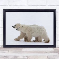 Nature Wild Wildlife Bear Cub Animals Bears Polar Wall Art Print