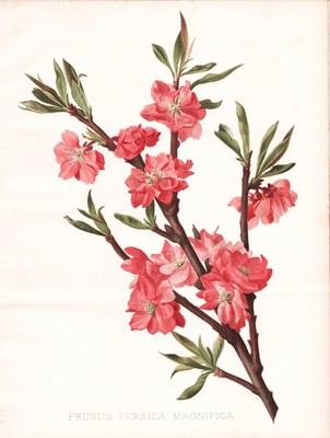 Pfirsich Peach Prunus persica Obst fruit Botanik botany Robinson Litho