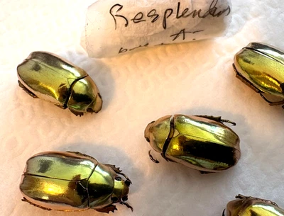 Chrysina for sale | eBay