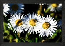Close-up of White and Yellow Common Framed Wall Art Poster Canvas Print Picture
