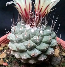 STROMBOCACTUS DISCIFORMIS from seed 4.3 CM!! euphorbia aztekium copipoa cactus 