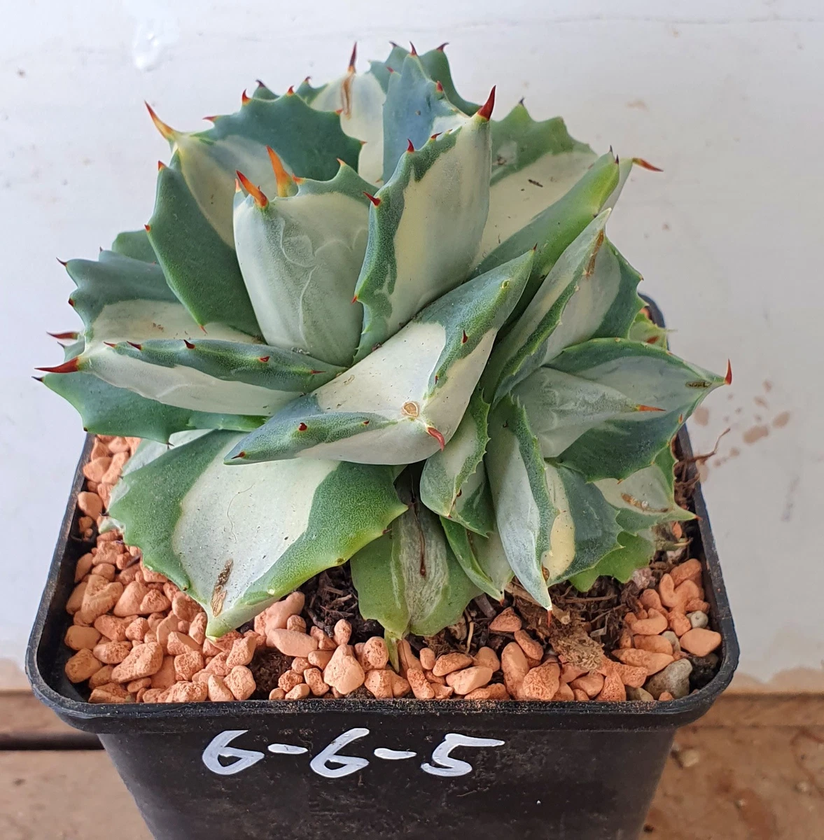Agave-Sukkulenten-Pflanzen online kaufen | eBay.de