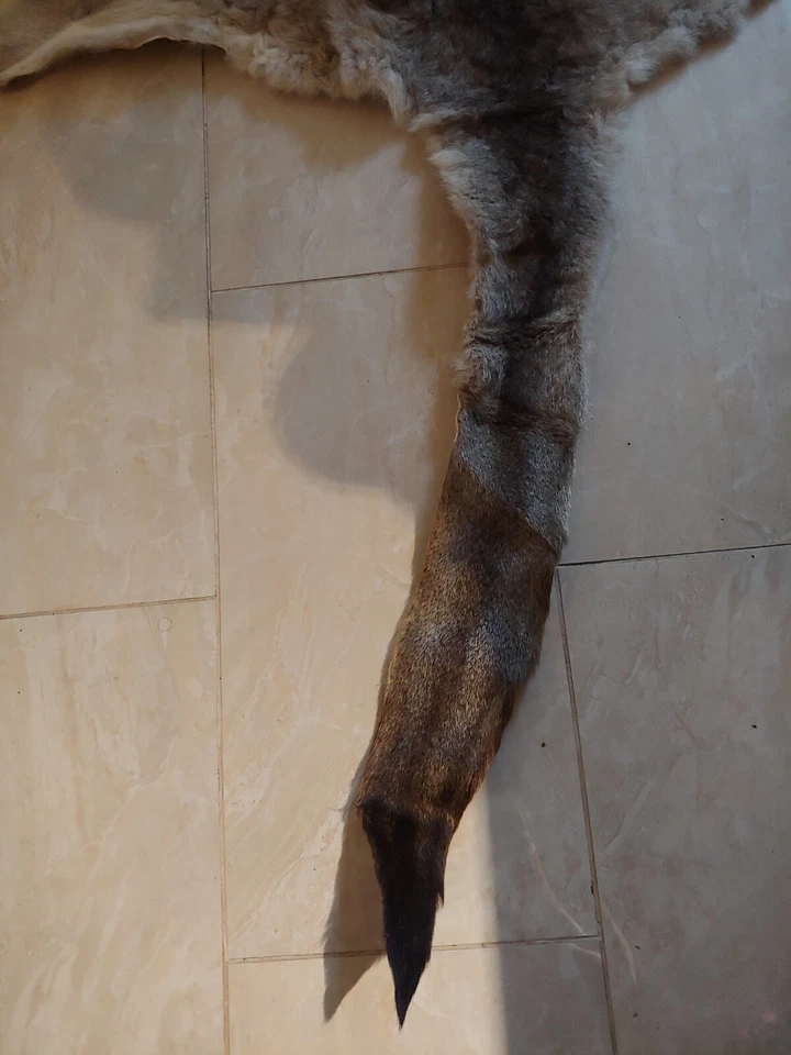 Piel de canguro auténtica 75" largo x 50" ancho Foto 3 de 4