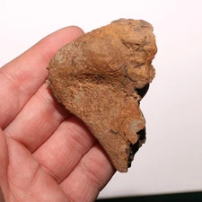 Vertebra Process Beautiful Dinosaur Fossil from Hell Creek Formation Cretaceous