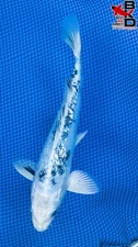 8" DOITSU GIN RIN SHIRO BEKKO Live Koi Fish Garden Pond 10/19