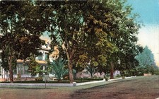 Pasadena California Residence Street Scene Trees Vintage Postcard c1910s