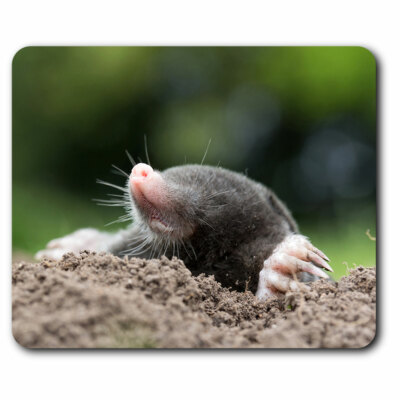 Computer Mouse Mat - Awesome Talpa Europaea Mole Office Gift #3478 ...