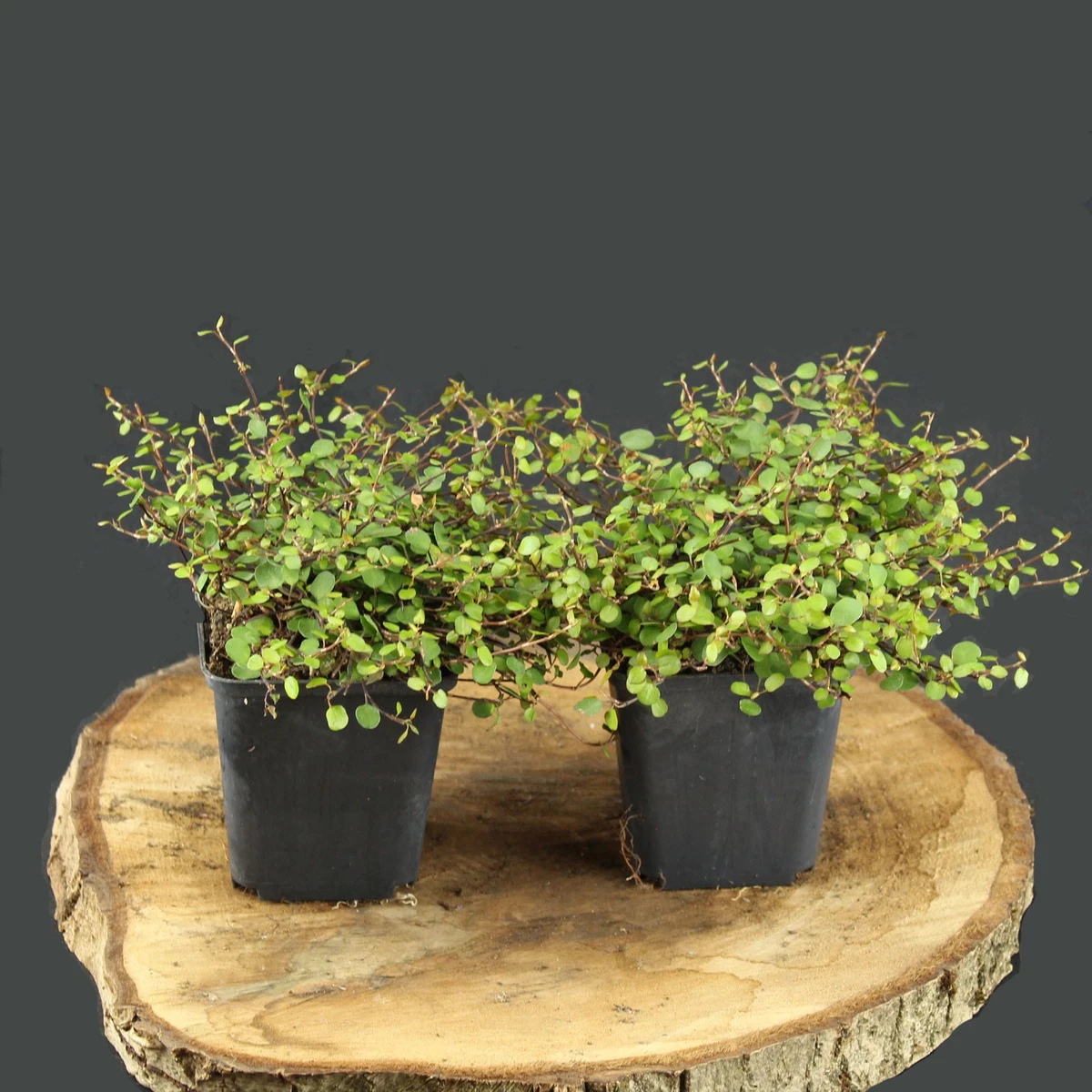Mhlenbeckia online kaufen | eBay.de