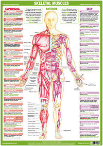 Anatomy Posters Muscle Charts