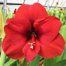 Easy to Grow Amaryllis Ferrari Plant Bulb Indoor Holiday Outdoor Zones 9-11