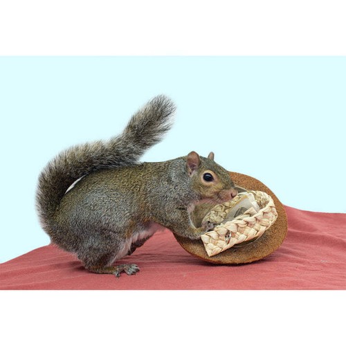 Coco Cuttle - Small Animal Toy & Cage Accessory - Sugar Glider, Squirrel - Picture 6 of 9