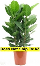 Banyan Tree Ficus Benghalensisis Plant Bengal Fig Evergreen 2 Gal Pot 2-3 Ft