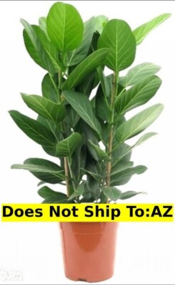 Banyan Tree Ficus Benghalensisis Plant Bengal Fig Evergreen 2 Gal Pot 2-3 Ft