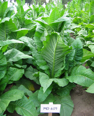 huge tobacco leaf 1000 MD 609 Tobacco Seeds ~ Nicotiana Tabacum ~ HUGE Leaves!
