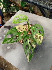 3 Plant Monstera Adansonii yellow variegata real Free Phyto Ship DHL Express