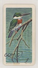 1964 Brooke Bond Red Rose Tropical Birds Tea American Blue Back #22 9aj