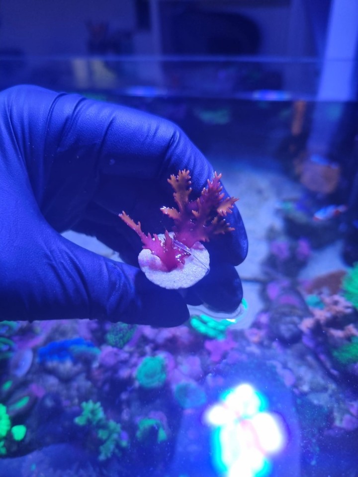 dragon-s-breath-marine-coral-decoration-ebay-uk