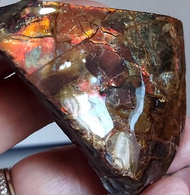Ammolite  Ammonite tabletop Display Piece Color Changer 73x56x22.3mm 3419