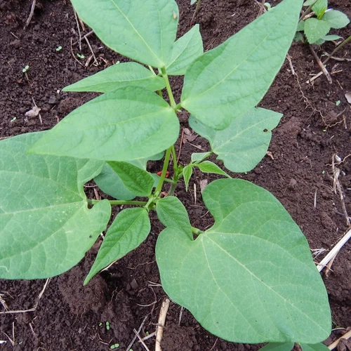 Cow Pea Seed - 10 to 200 Cowpea Seeds - Great For Poor Soils - Organic  🫘 - Picture 2 of 7