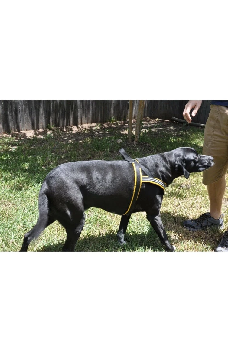 Non chafing dog clearance harness