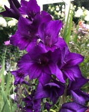 Pretty Purple Color Imported Gladiolus Winter Flower Bulbs Pack of 5 bulbs